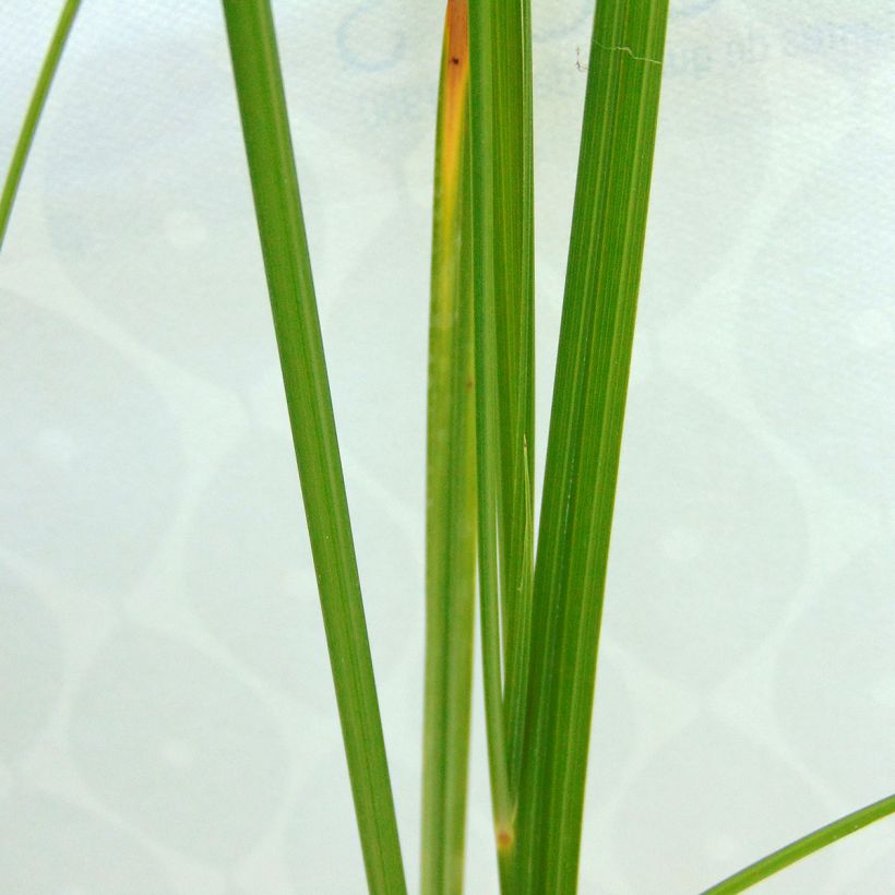 Cyperus longus - Rood cypergras (Blad)