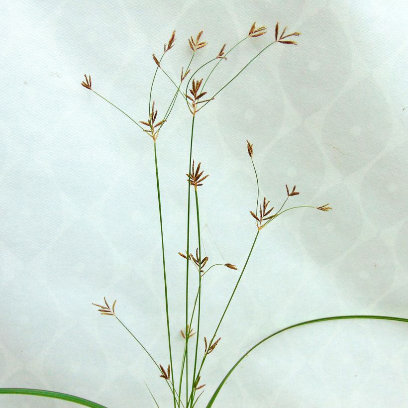 Cyperus longus - Rood cypergras (Bloei)