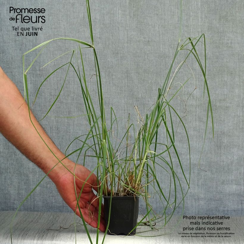 Exemplaar van Cyperus longus - Rood cypergras Kweekpotje van 8/9 cm zoals geleverd in de zomer
