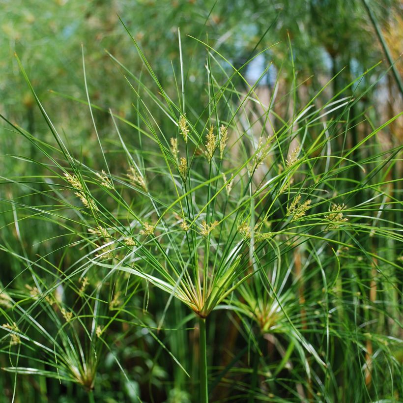 Cyperus papyrus Cleopatra - Papyrusplant (Bloei)