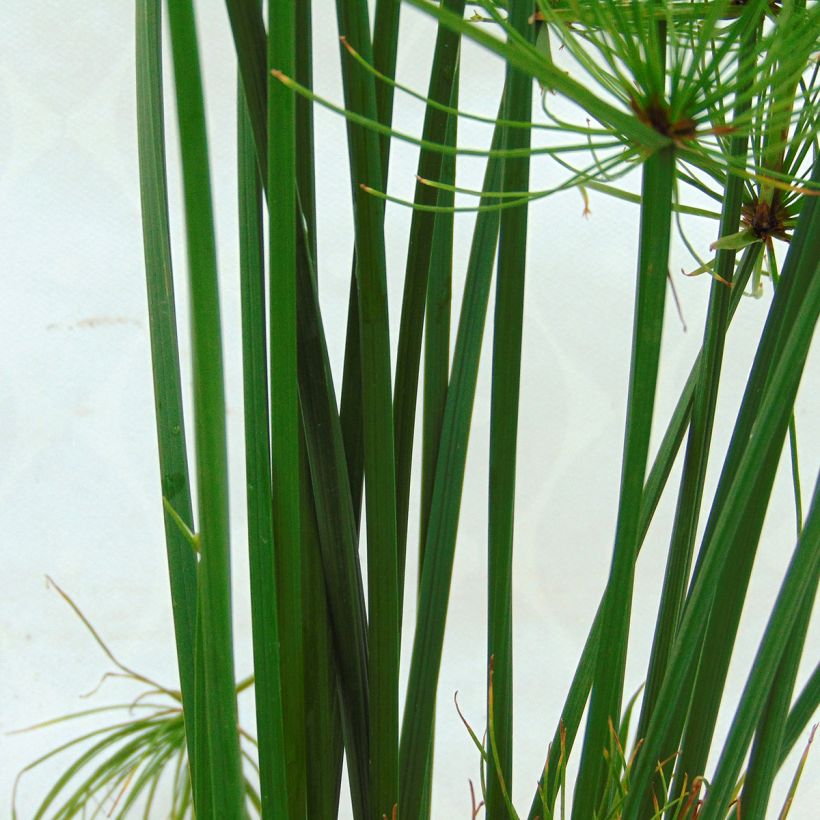 Cyperus papyrus Cleopatra - Papyrusplant (Blad)