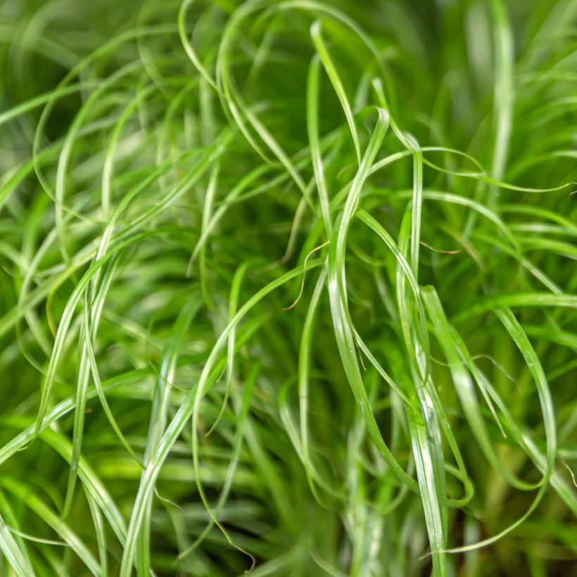 Cyperus alternifolius - Parapluplant (Blad)