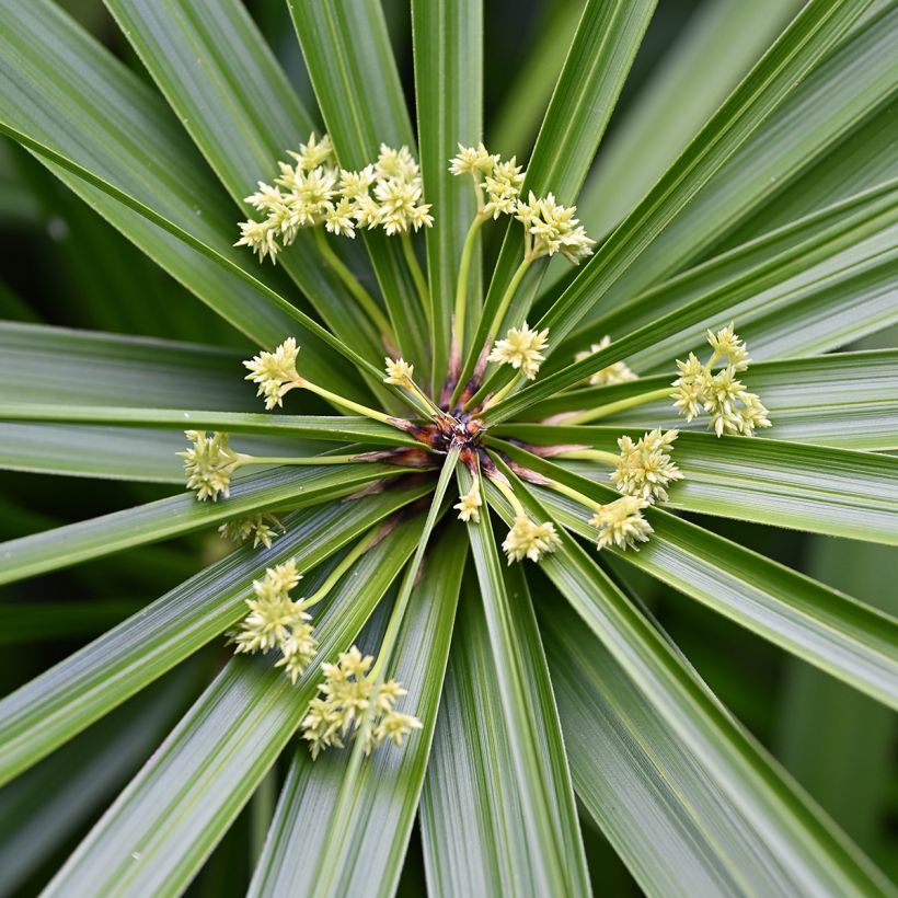 Cyperus alternifolius - Parapluplant (Bloei)