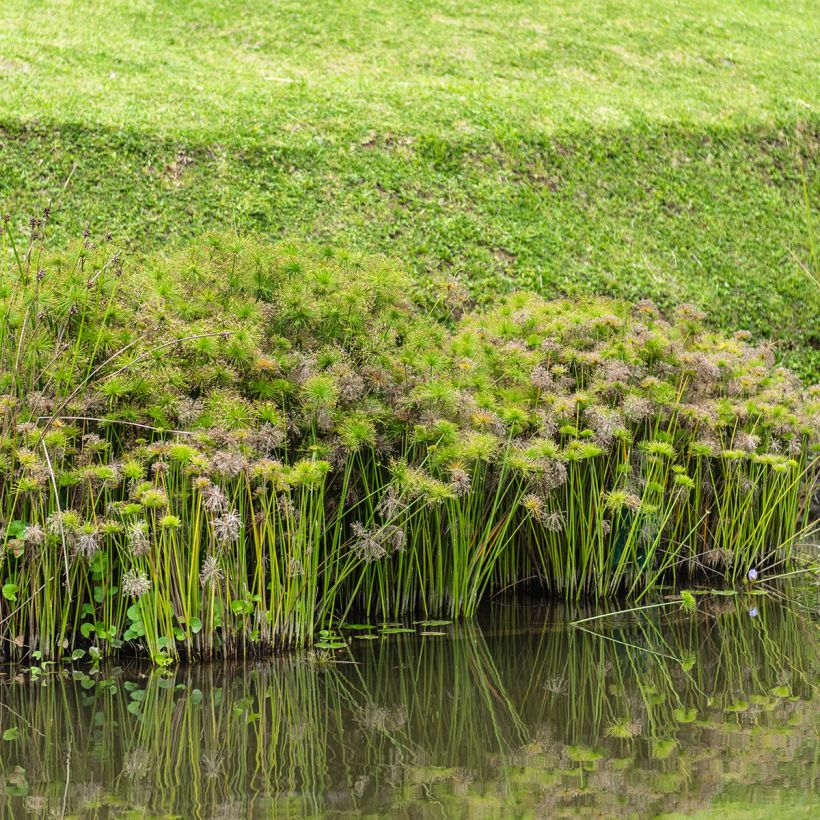 Cyperus alternifolius - Parapluplant (Groeiplaats)