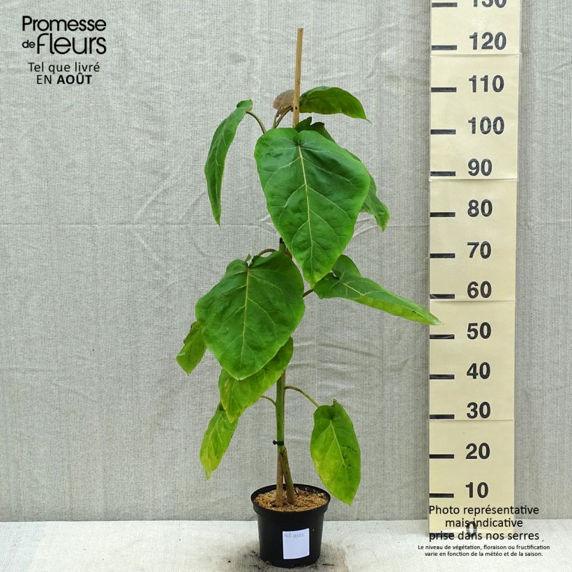 Exemplaar van Tamarillo Red Pot van 3 l/4 l zoals geleverd in de zomer