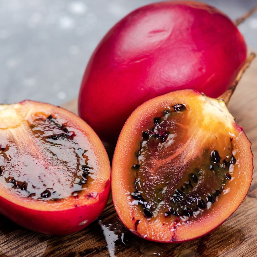 Tamarillo Red (Oogst)