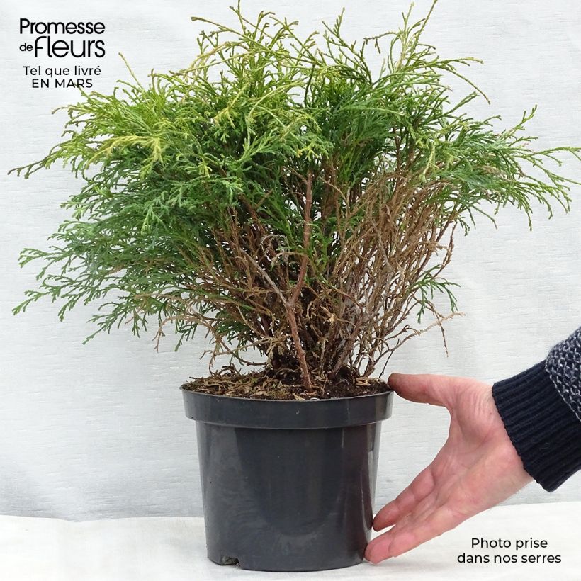 Example of Chamaecyparis pisifera Filifera - Schijncipres Pot van 2 l/3 l as you get in printemps