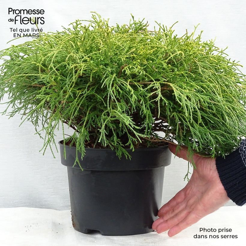 Example of Chamaecyparis pisifera Sungold - Schijncipres Pot van 3 l/4 l as you get in printemps