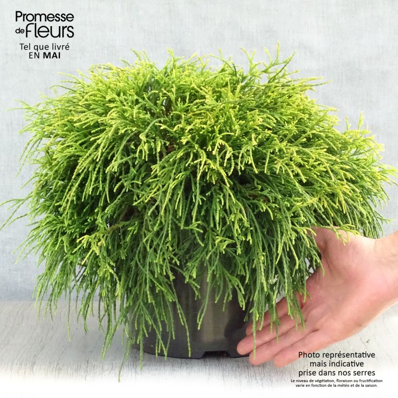 Example of Chamaecyparis pisifera Sungold - Schijncipres Pot van 7,5 l/10 l as you get in printemps