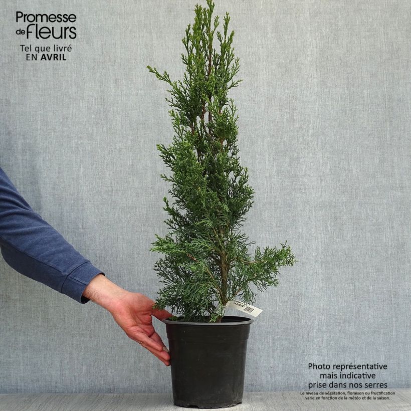 Example of Cupressus sempervirens Garda - Italiaanse cipres Pot van 4 l/5 l as you get in printemps