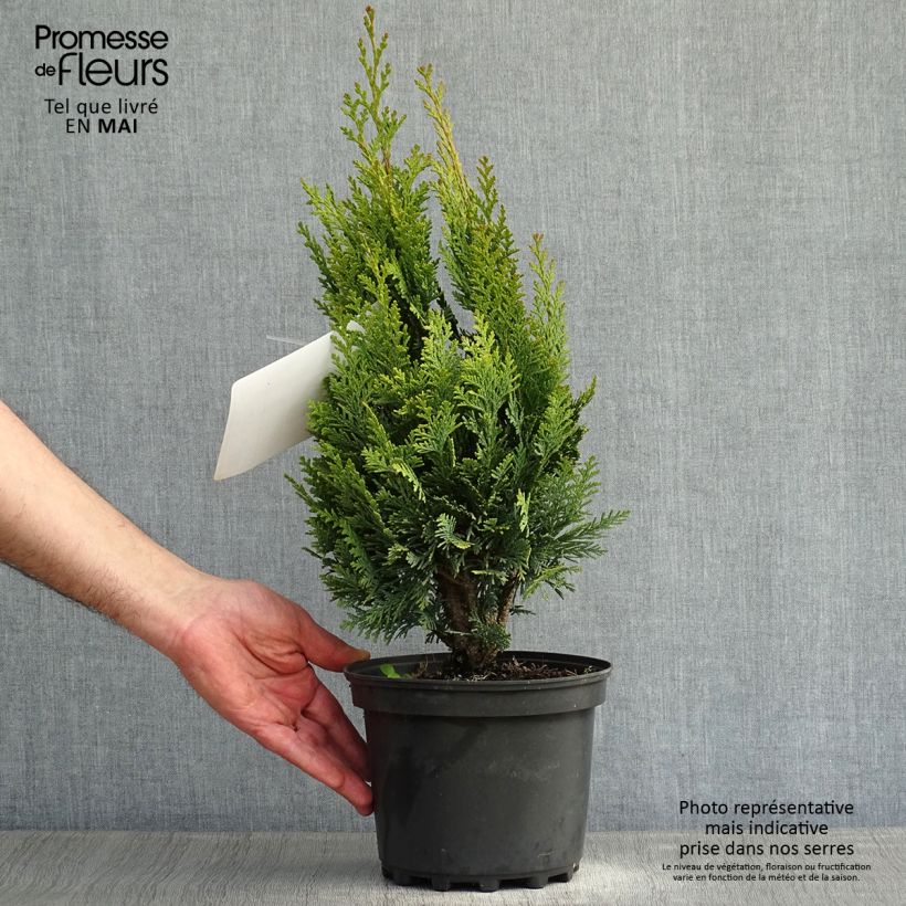 Exemplaar van Chamaecyparis lawsoniana Alumigold - Californische cipres Pot van 2 l/3 l zoals geleverd in de lente