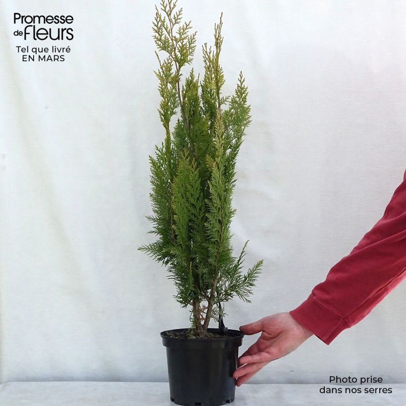 Exemplaar van Chamaecyparis lawsoniana Alumigold - Californische cipres Pot van 7,5 l/10 l zoals geleverd in de lente