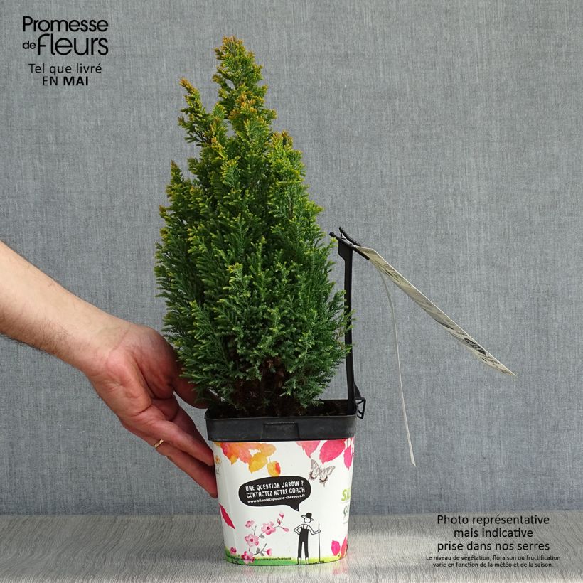 Exemplaar van Chamaecyparis lawsoniana Ellwoods Gold - Californische cipres Pot van 2 l/3 l zoals geleverd in de lente