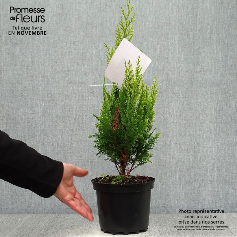 Exemplaar van Chamaecyparis lawsoniana Ivonne - Californische cipres Pot van 2 l/3 l zoals geleverd in de herfst