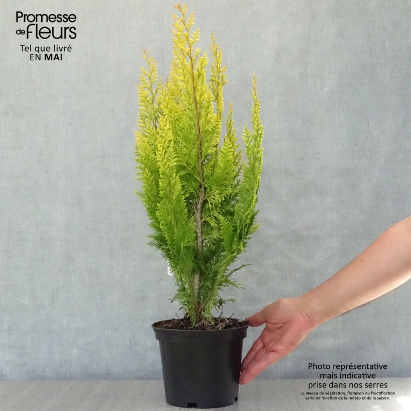 Exemplaar van Chamaecyparis lawsoniana Ivonne - Californische cipres Pot van 2 l/3 l zoals geleverd in de lente