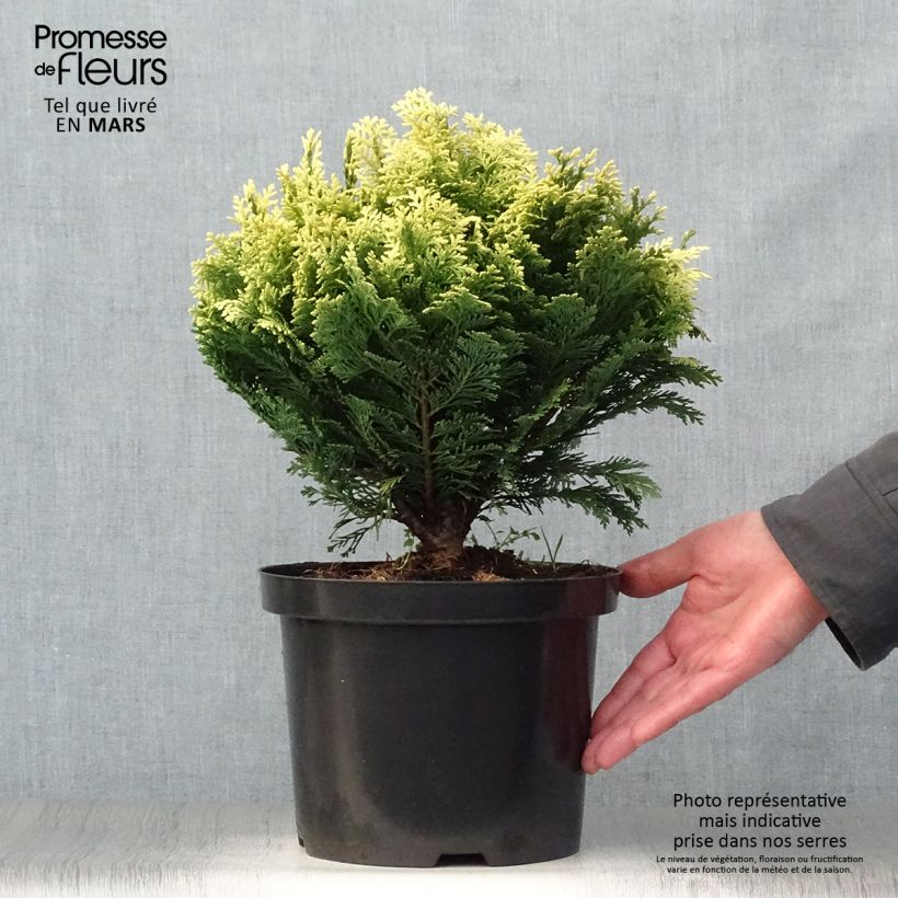 Exemplaar van Chamaecyparis lawsoniana Pygmaea Argentea - Californische cipres Pot van 4 l/5 l zoals geleverd in de lente