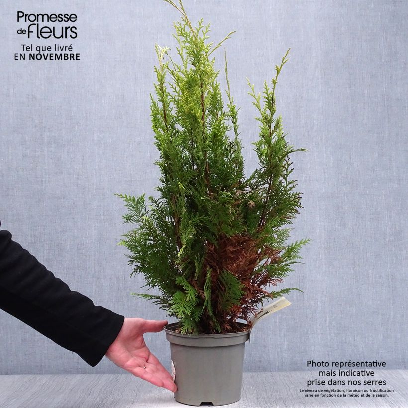 Exemplaar van Chamaecyparis lawsoniana Stardust - Californische cipres Pot van 2 l/3 l zoals geleverd in de herfst