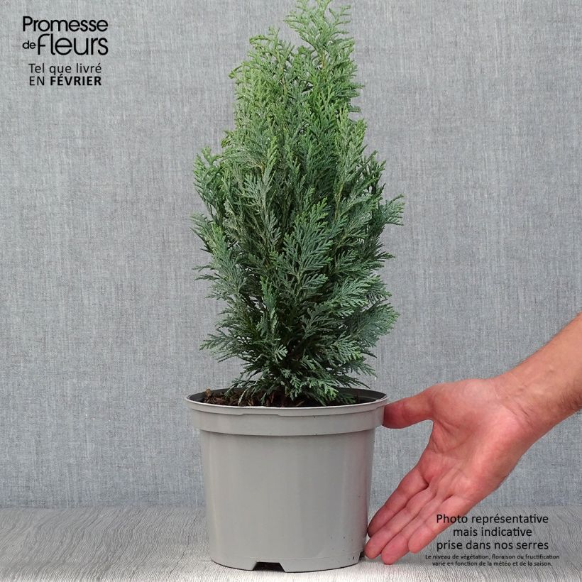 Exemplaar van Chamaecyparis lawsoniana White Spot - Californische cipres Pot van 2 l/3 l zoals geleverd in de herfst
