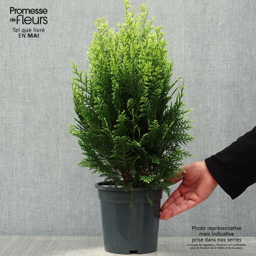 Exemplaar van Chamaecyparis lawsoniana White Spot - Californische cipres Pot van 2 l/3 l zoals geleverd in de lente