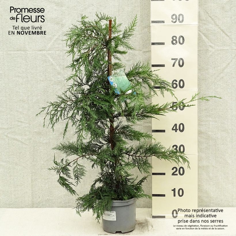 Exemplaar van Cupressocyparis leylandii Castlewellan Gold - Leylandcipres Pot van 2 l/3 l zoals geleverd in de herfst