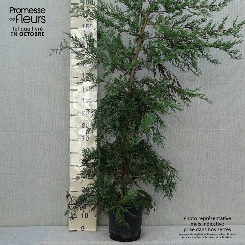Exemplaar van Cupressocyparis leylandii Castlewellan Gold - Leylandcipres Pot van 6 l/7 l zoals geleverd in de herfst