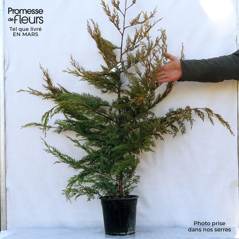 Exemplaar van Cupressocyparis leylandii Excalibur Gold - Leylandcipres Pot van 4 l/5 l zoals geleverd in de lente