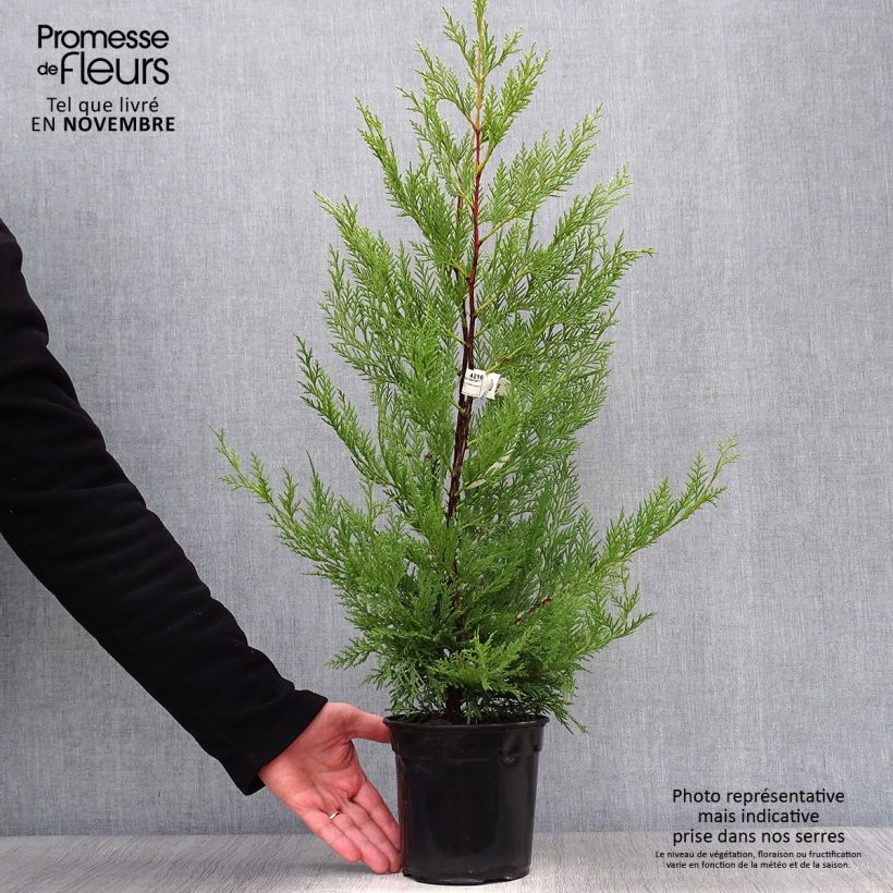 Exemplaar van Cupressocyparis leylandii Oger - Leylandcipres Pot van 2 l/3 l zoals geleverd in de herfst