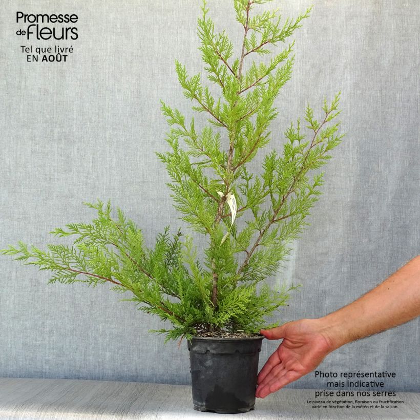 Exemplaar van Cupressocyparis leylandii Oger - Leylandcipres Pot van 2 l/3 l zoals geleverd in de zomer
