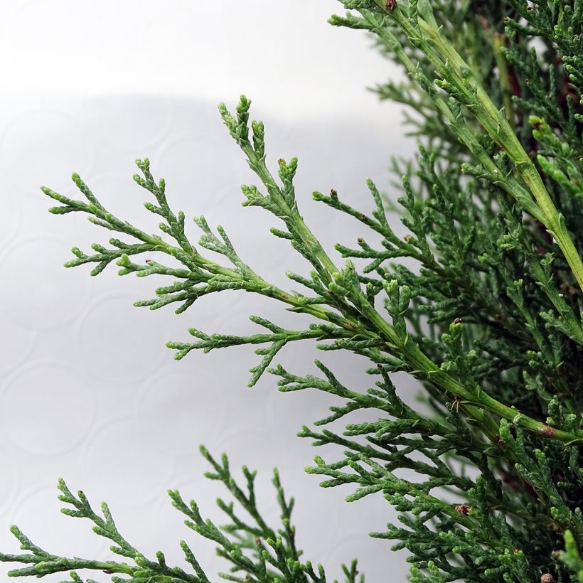 Cupressus sempervirens Pyramidalis - Italiaanse cipres (Blad)