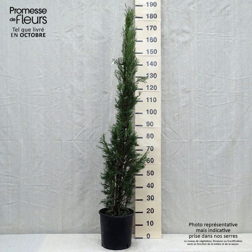 Exemplaar van Cupressus sempervirens Pyramidalis - Italiaanse cipres Pot van 4 l/5 l zoals geleverd in de herfst