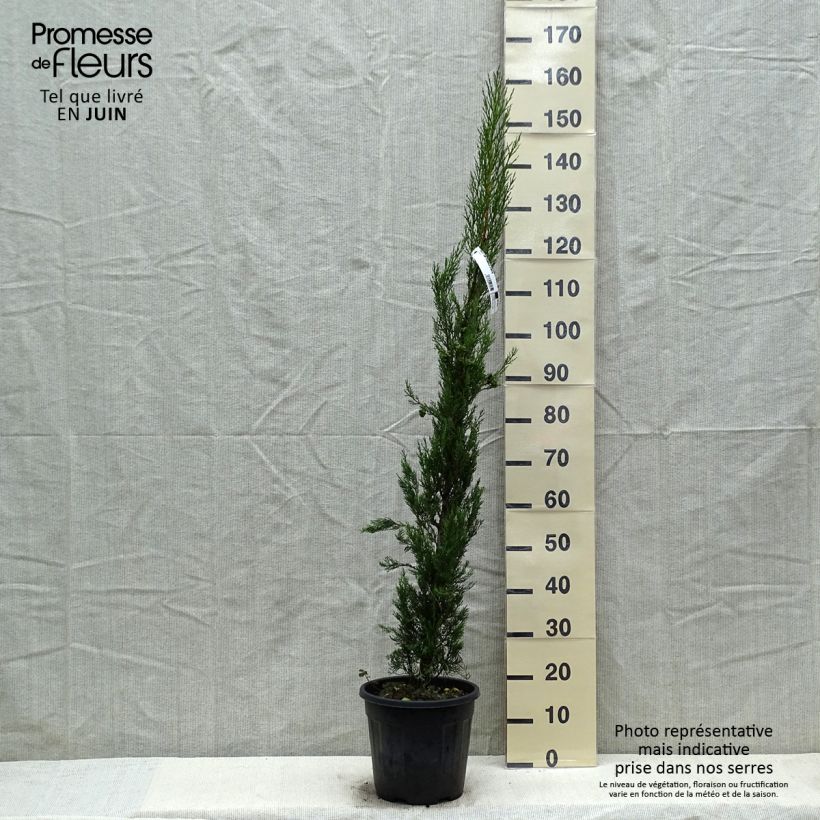 Exemplaar van Cupressus sempervirens Pyramidalis - Italiaanse cipres Pot van 4 l/5 l zoals geleverd in de lente