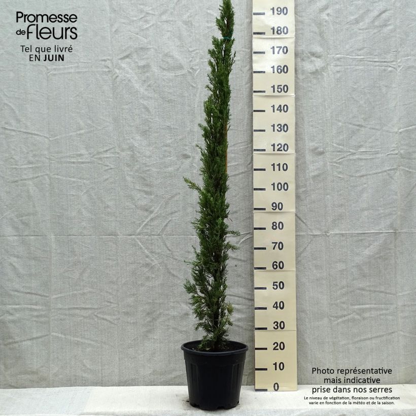 Exemplaar van Cupressus sempervirens Pyramidalis - Italiaanse cipres Pot van 7,5 l/10 l zoals geleverd in de lente