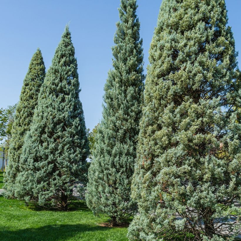 Cupressus arizonica Fastigiata - Montereycipres (Plant habit)