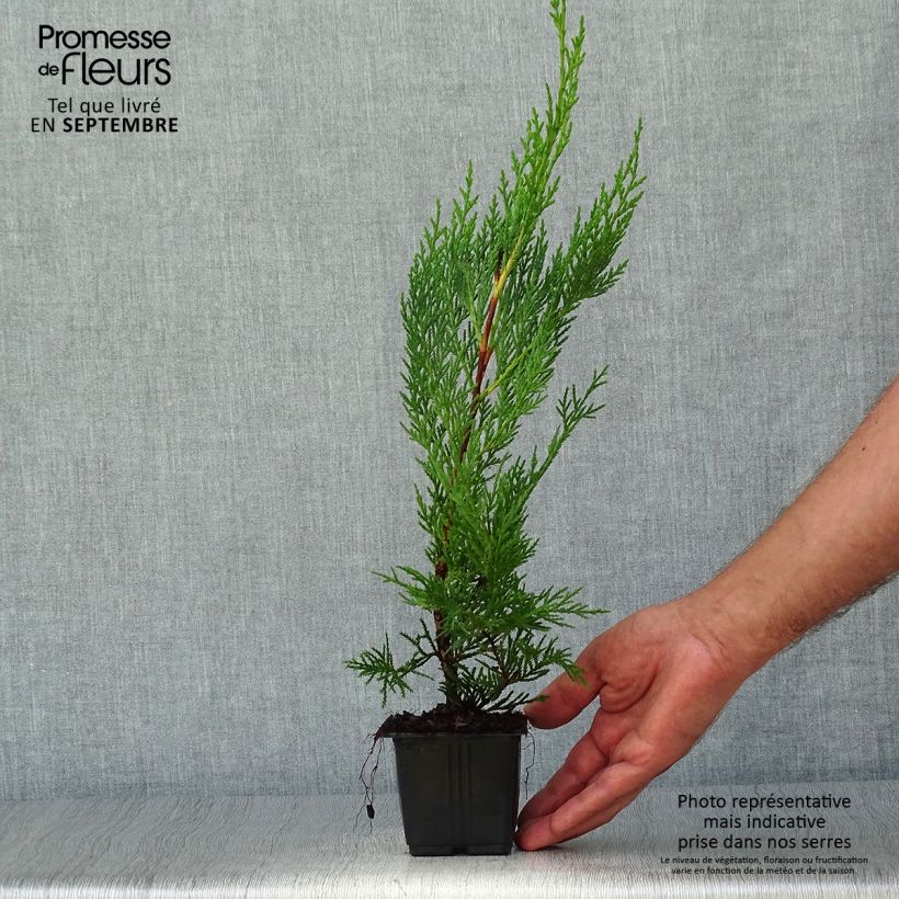 Exemplaar van Cupressocyparis leylandii Oger - Leylandcipres Kweekpotje van 8/9 cm zoals geleverd in de herfst