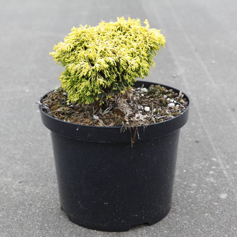Chamaecyparis obtusa Butterball - Hinoki cipres (Groeiplaats)
