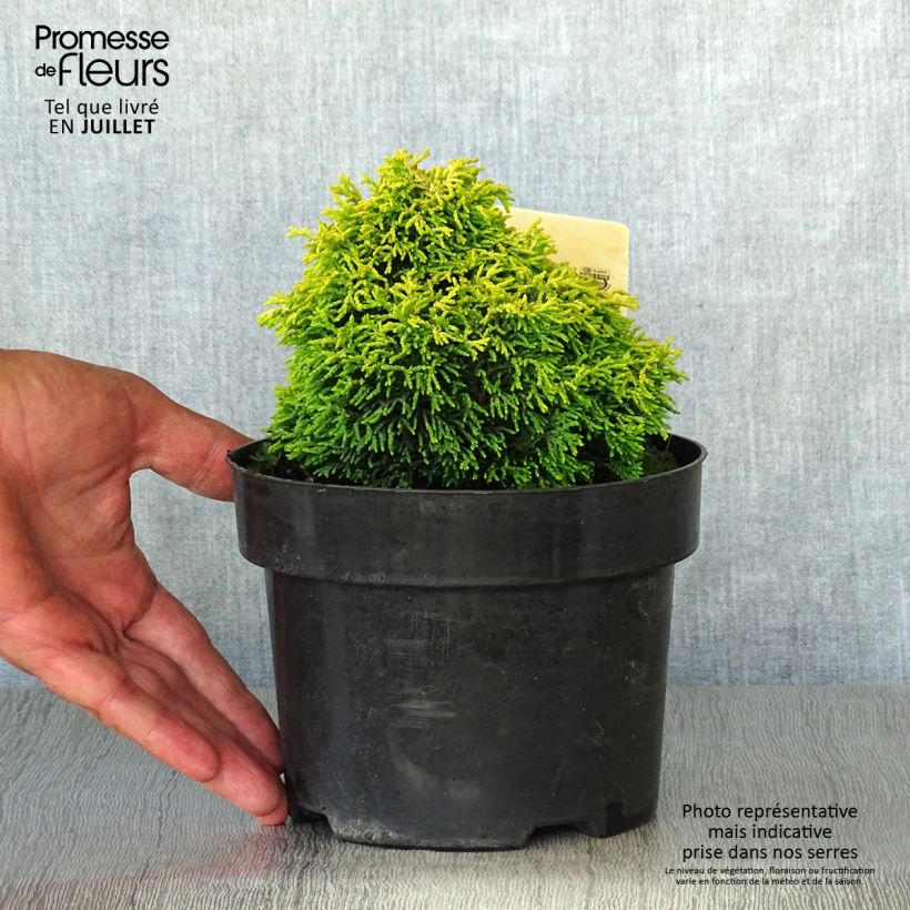 Exemplaar van Chamaecyparis obtusa Butterball - Hinoki cipres Pot van 2 l/3 l zoals geleverd in de zomer