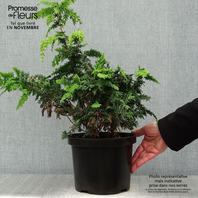 Exemplaar van Chamaecyparis obtusa Fernspray Gold - Hinoki cipres Pot van 4 l/5 l zoals geleverd in de herfst