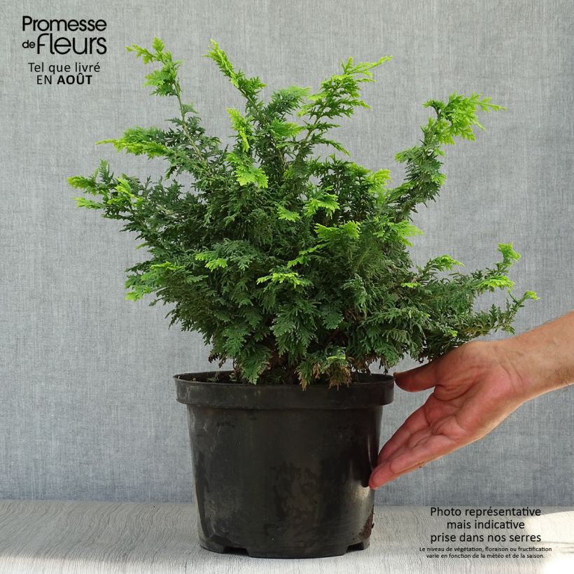 Exemplaar van Chamaecyparis obtusa Fernspray Gold - Hinoki cipres Pot van 4 l/5 l zoals geleverd in de zomer