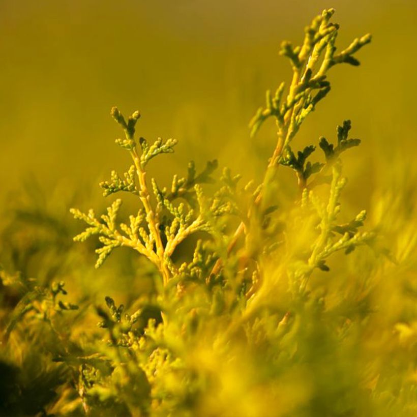 Chamaecyparis obtusa Lucas - Hinoki cipres (Blad)