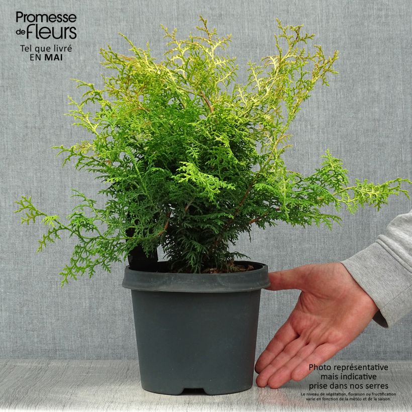 Exemplaar van Chamaecyparis obtusa Lucas - Hinoki cipres Pot van 2 l/3 l zoals geleverd in de lente
