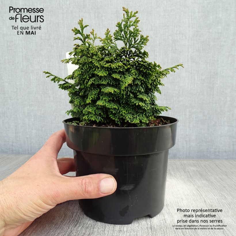 Exemplaar van Chamaecyparis obtusa Maureen - Hinoki cipres Pot van 2 l/3 l zoals geleverd in de lente