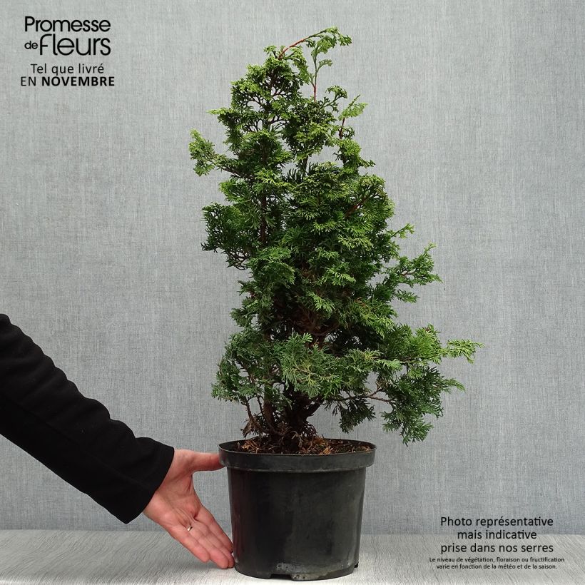 Exemplaar van Chamaecyparis obtusa Maureen - Hinoki cipres Pot van 4 l/5 l zoals geleverd in de herfst