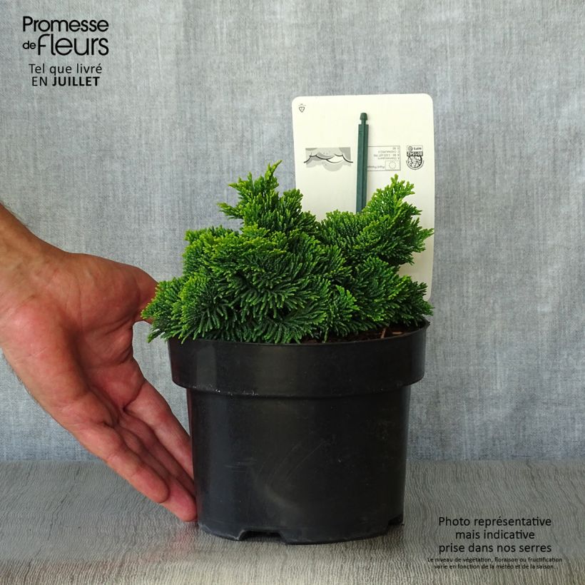 Exemplaar van Chamaecyparis obtusa Nana Aurea - Hinoki cipres Pot van 2 l/3 l zoals geleverd in de zomer