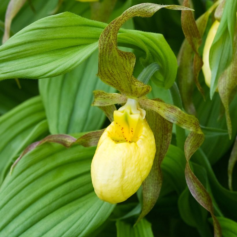 Cypripedium Kristi Lyn - Vrouwenschoentje (Bloei)