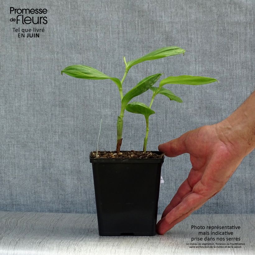 Exemplaar van Cypripedium Lucy Pinkepank - Vrouwenschoentje Pot van 1 l/1,5 l zoals geleverd in de zomer