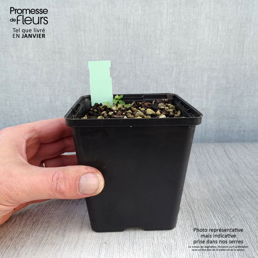 Example of Cypripedium calceolus - Gele vrouwenschoen Pot van 1 l/1,5 l as you get in hiver