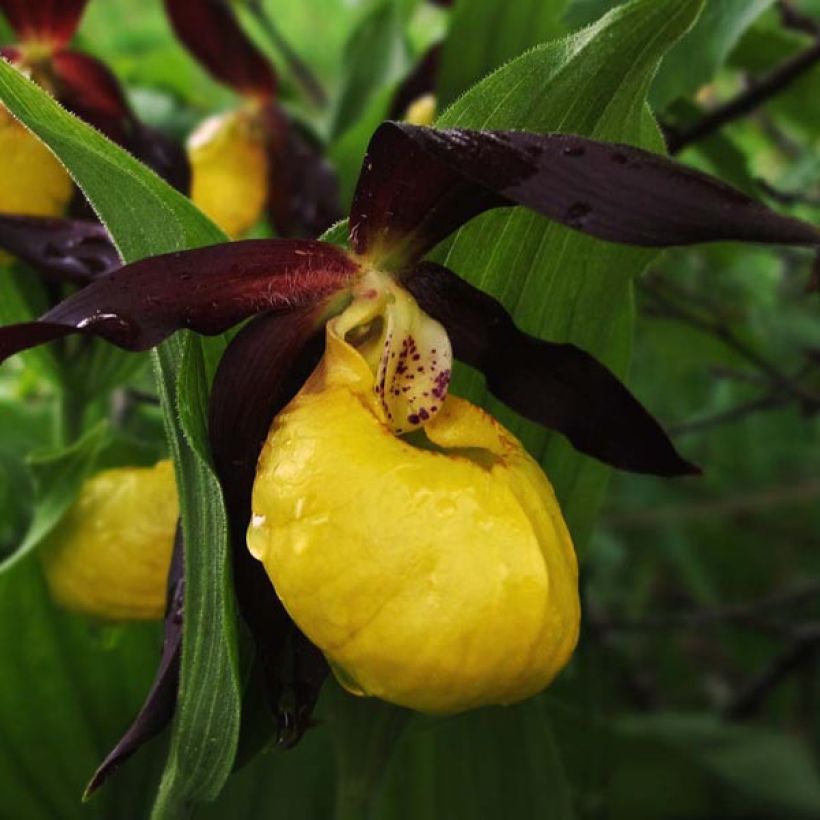 Cypripedium calceolus - Gele vrouwenschoen (Flowering)