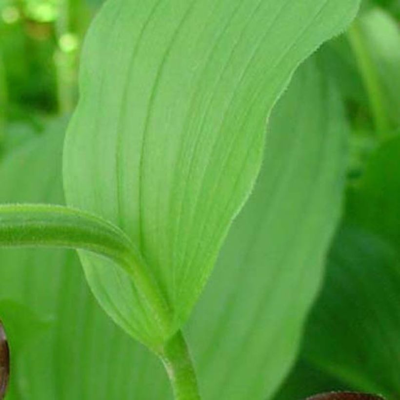 Cypripedium calceolus - Gele vrouwenschoen (Foliage)
