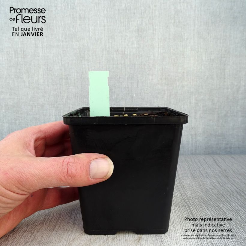 Example of Cypripedium kentuckiense - Vrouwenschoentje Pot van 1 l/1,5 l as you get in hiver