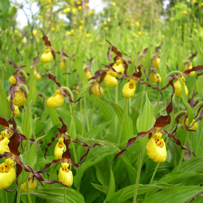 Cypripedium parviflorum var. parviflorum - Vrouwenschoentje (Groeiplaats)